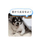 チワワのライくん（個別スタンプ：5）