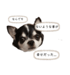 チワワのライくん（個別スタンプ：6）