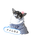 チワワのライくん（個別スタンプ：7）