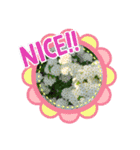 お花で遊ぼう4（個別スタンプ：12）