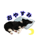 あほないぬ（個別スタンプ：2）