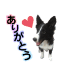 あほないぬ（個別スタンプ：3）