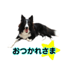 あほないぬ（個別スタンプ：5）
