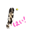 あほないぬ（個別スタンプ：10）