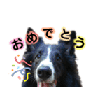 あほないぬ（個別スタンプ：13）