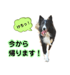 あほないぬ（個別スタンプ：14）