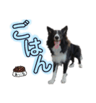 あほないぬ（個別スタンプ：15）