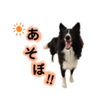 あほないぬ（個別スタンプ：16）