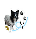 あほないぬ（個別スタンプ：17）