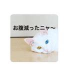 猫ちゃんスタンプきゃわいい（個別スタンプ：1）