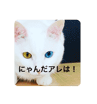 猫ちゃんスタンプきゃわいい（個別スタンプ：2）