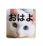 猫ちゃんスタンプきゃわいい（個別スタンプ：3）