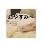 猫ちゃんスタンプきゃわいい（個別スタンプ：5）
