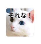 猫ちゃんスタンプきゃわいい（個別スタンプ：6）
