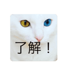 猫ちゃんスタンプきゃわいい（個別スタンプ：8）