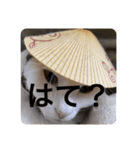 猫ちゃんスタンプきゃわいい（個別スタンプ：10）