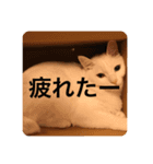 猫ちゃんスタンプきゃわいい（個別スタンプ：11）