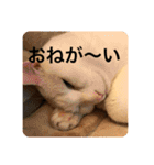猫ちゃんスタンプきゃわいい（個別スタンプ：12）