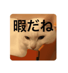 猫ちゃんスタンプきゃわいい（個別スタンプ：13）