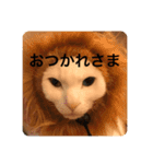 猫ちゃんスタンプきゃわいい（個別スタンプ：15）