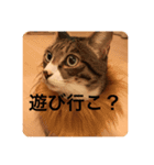 猫ちゃんスタンプきゃわいい（個別スタンプ：16）
