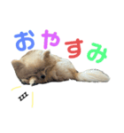ポメなペグくん④（個別スタンプ：1）