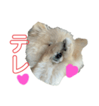 ポメなペグくん④（個別スタンプ：3）