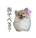 ポメなペグくん④（個別スタンプ：6）