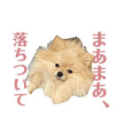 ポメなペグくん④（個別スタンプ：12）