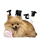 ポメなペグくん④（個別スタンプ：16）