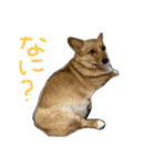 大好きココちゃん！（個別スタンプ：1）