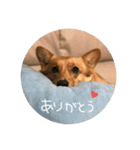 大好きココちゃん！（個別スタンプ：3）