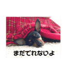 ミニピン「もあ」の日常スタンプ（個別スタンプ：2）