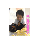 ミニピン「もあ」の日常スタンプ（個別スタンプ：5）