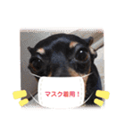 ミニピン「もあ」の日常スタンプ（個別スタンプ：9）