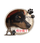 ミニピン「もあ」の日常スタンプ（個別スタンプ：17）
