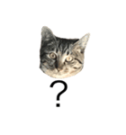 猫のルル（個別スタンプ：1）