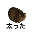 猫のルル（個別スタンプ：3）