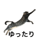 猫のルル（個別スタンプ：5）