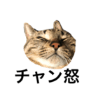 猫のルル（個別スタンプ：6）