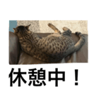 猫のルル（個別スタンプ：7）