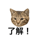 猫のルル（個別スタンプ：8）
