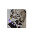 コジロー(メス♀)（個別スタンプ：2）