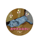コジロー(メス♀)（個別スタンプ：7）