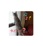 コジロー(メス♀)（個別スタンプ：8）