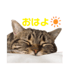 しーにゃんすずちゃんスタンプ（個別スタンプ：1）