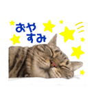 しーにゃんすずちゃんスタンプ（個別スタンプ：2）