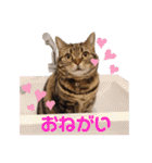 しーにゃんすずちゃんスタンプ（個別スタンプ：5）