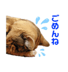 しーにゃんすずちゃんスタンプ（個別スタンプ：6）