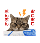 しーにゃんすずちゃんスタンプ（個別スタンプ：7）